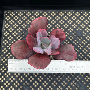 Echeveria ‘Dreams and Fantasy’ Variegated