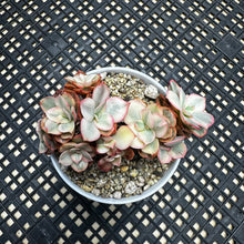 Load image into Gallery viewer, Echeveria ‘Suyon’ variegated