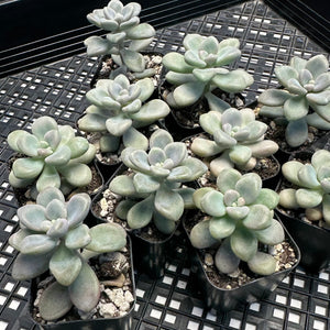 Graptopetalum cv Ellen 