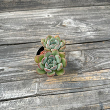 Load image into Gallery viewer, Echeveria ‘Chubby Lips’
