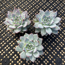 Load image into Gallery viewer, Echeveria ‘Blue Bird’
