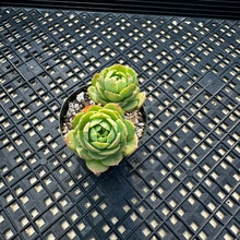 Load image into Gallery viewer, Sedeveria ‘Green Rose’