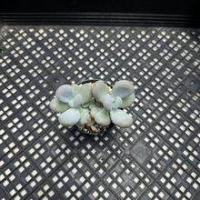 Load image into Gallery viewer, Pachyphytum sp