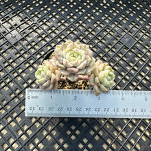 Load image into Gallery viewer, Echeveria Agavoides ‘Tinkerbell’ variegated