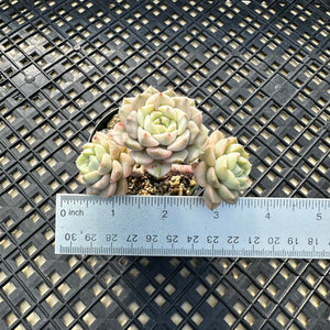 Echeveria Agavoides ‘Tinkerbell’ variegated