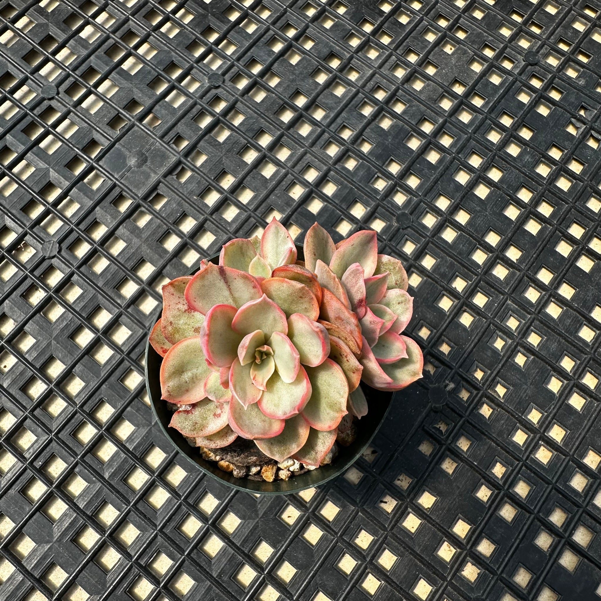 suyon succulent Echeveria 'Suyon' Variegated – Chubby Leaf Succulents