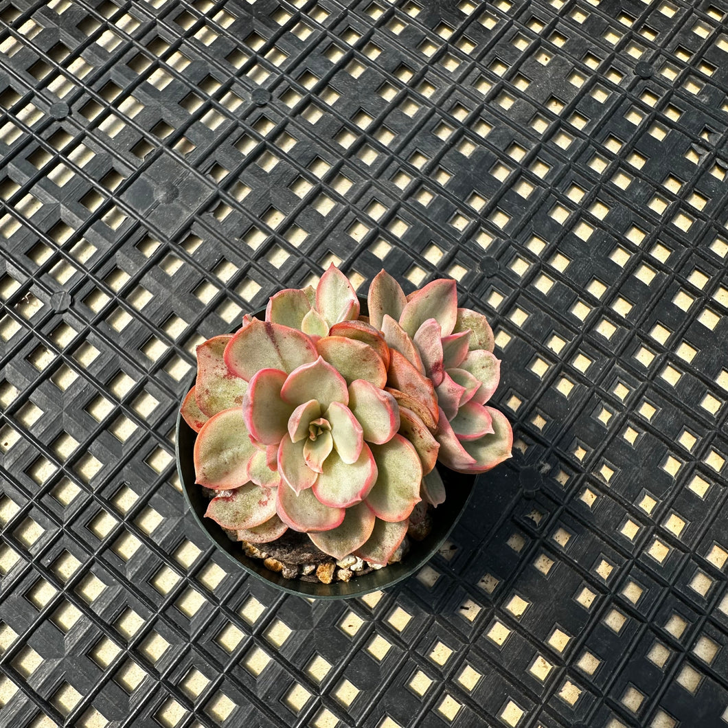 Echeveria  ‘Suyon’ Variegated