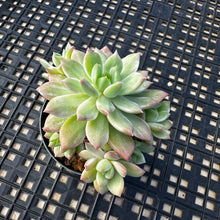 Load image into Gallery viewer, Sedeveria ‘Markus’ Variegated