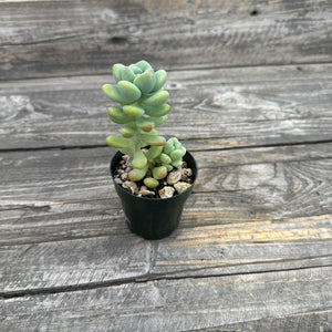 Sedum treleasei