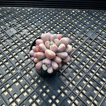 Load image into Gallery viewer, Pachyveria ‘Polari Heart’