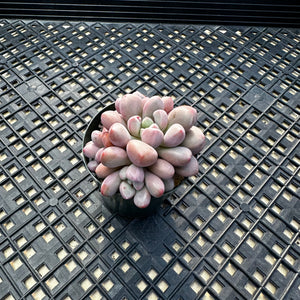 Pachyveria ‘Polari Heart’
