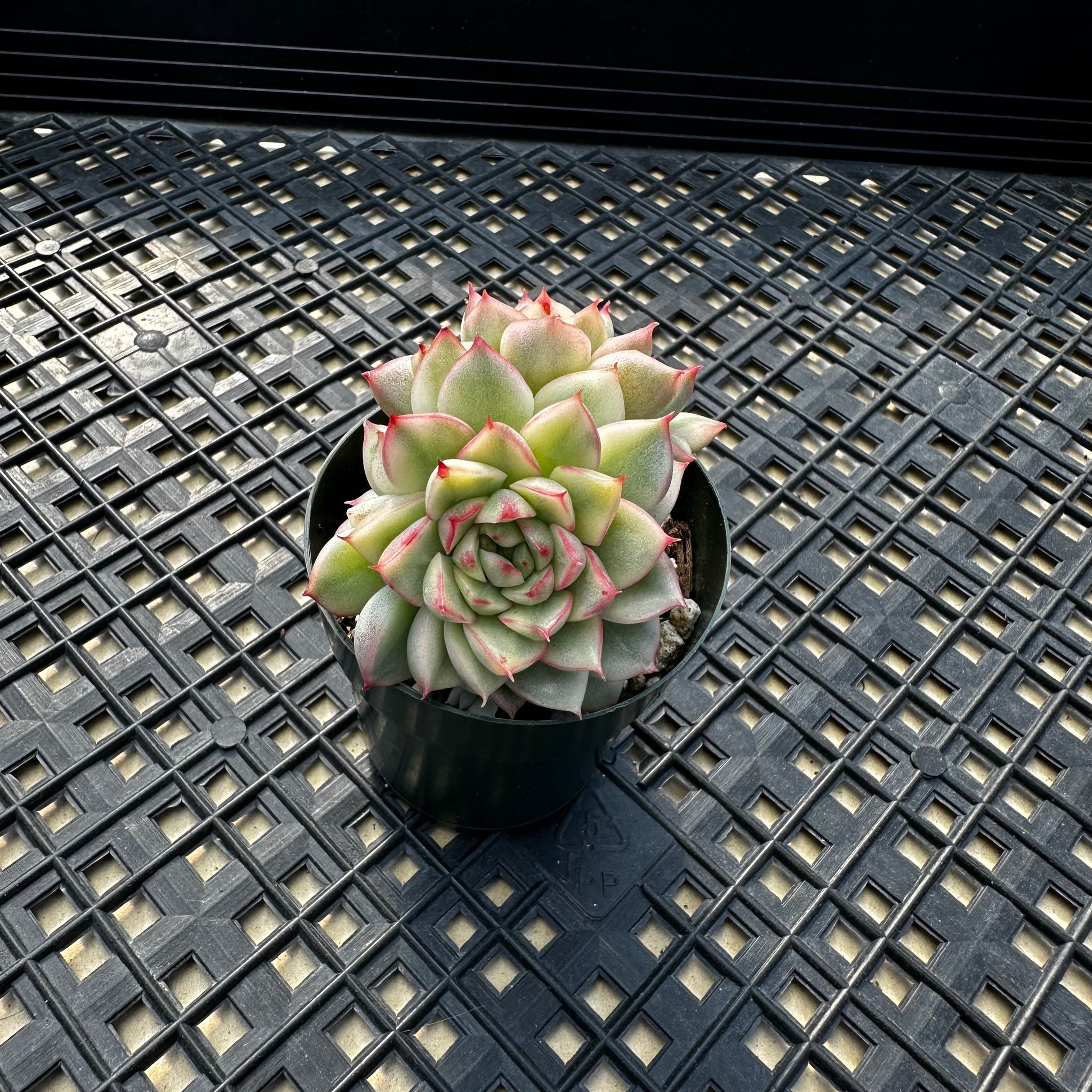 mebina succulent Echeveria 'Mebina' Variegated – Chubby Leaf Succulents