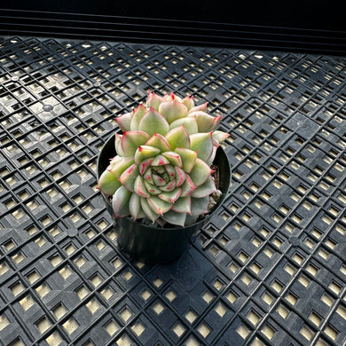 Echeveria ‘Mebina’ Variegated