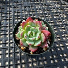 Load image into Gallery viewer, Echeveria Nanahukumini
