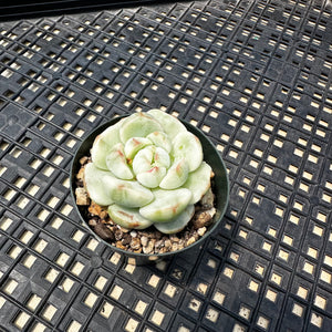 Sedeveria ‘Pudgy’ Variegated