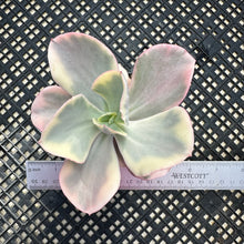 Load image into Gallery viewer, Echeveria ‘Chantilli’ Variegated