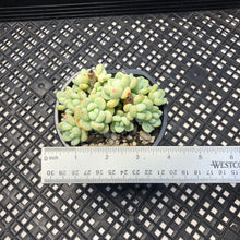 Load image into Gallery viewer, Sedum clavatum