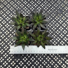 Load image into Gallery viewer, Echeveria affinis ‘Black Knight’