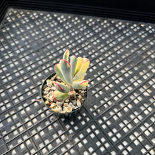 Load image into Gallery viewer, Korean imported Cotyledon orbiculata cv Variegata (long leaf form)