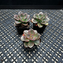 Load image into Gallery viewer, Echeveria ‘Chroma’