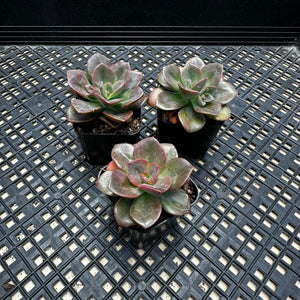 Echeveria ‘Chroma’