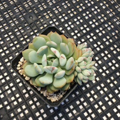 Graptoveria ‘A Grim One’