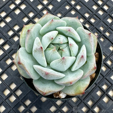Load image into Gallery viewer, Echeveria ‘Prism’