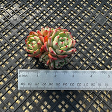 Load image into Gallery viewer, Echeveria Nanahukumini