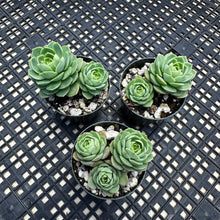 Load image into Gallery viewer, Sedeveria ‘Green Rose’