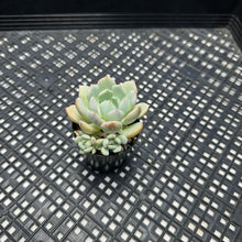 Load image into Gallery viewer, Graptoveria ‘A Grim One’