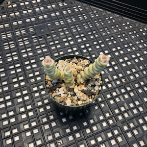 Crassula hybrid ‘Baby’s Necklace’ Variegated
