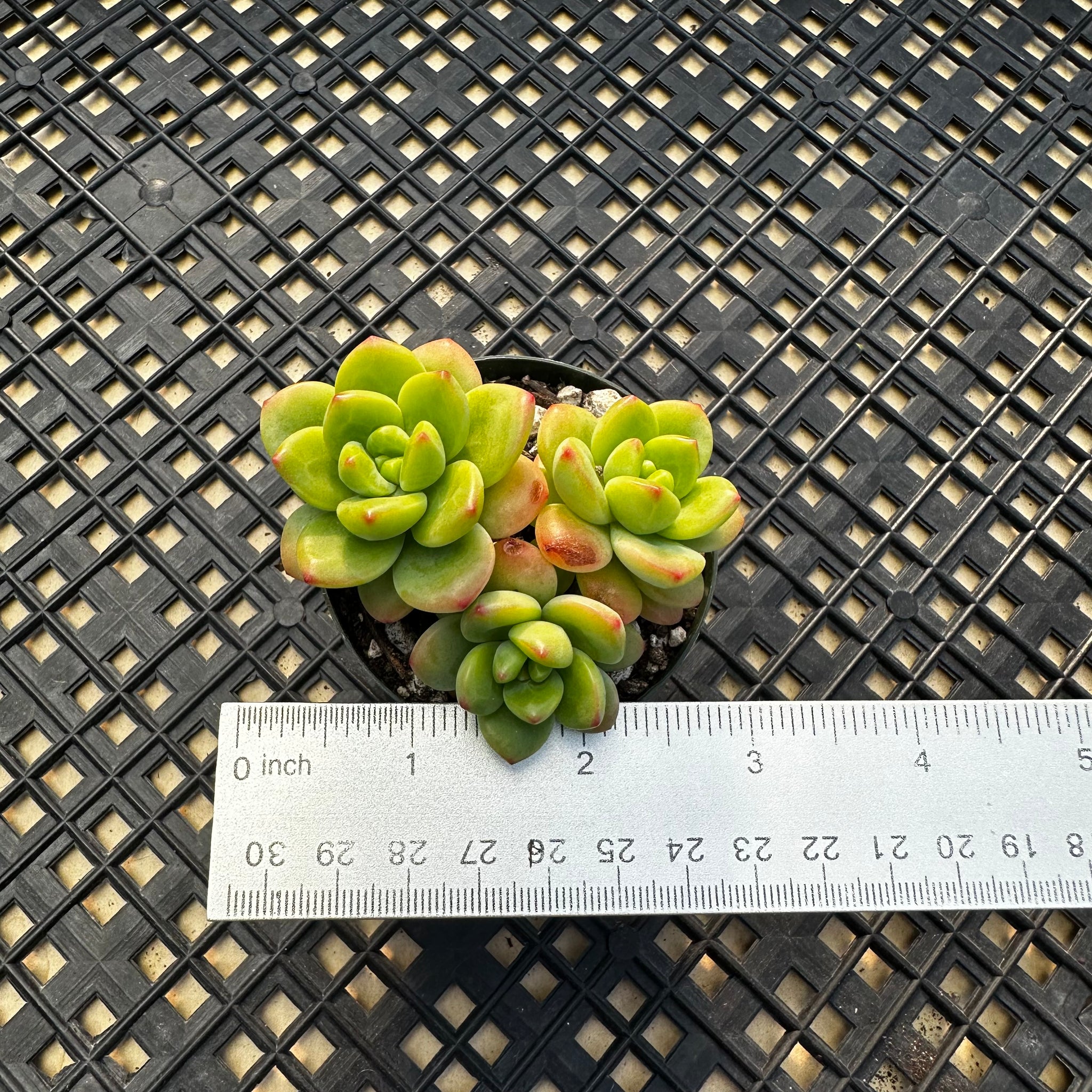 peridot succulent Echeveria Agavoides ebony 'Peridot' – Chubby Leaf Succulents