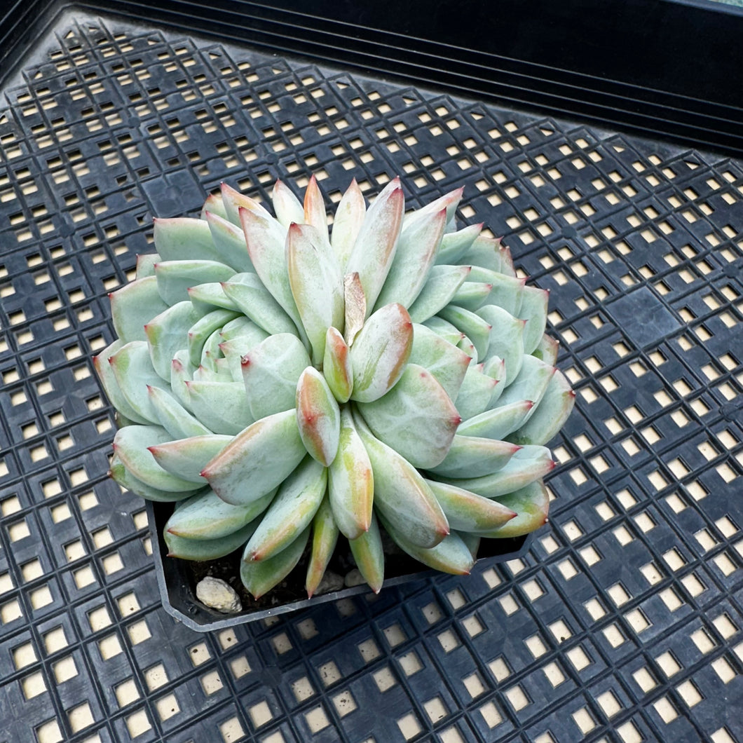 Echeveria ‘Marisa’