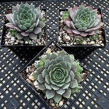 Load image into Gallery viewer, Sempervivum ‘Lilac Time’