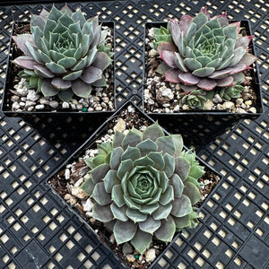 Sempervivum ‘Lilac Time’
