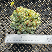 Load image into Gallery viewer, Sedum perezdelarosae