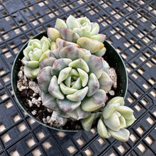 Load image into Gallery viewer, Echeveria Agavoides ‘Tinkerbell’ Variegated
