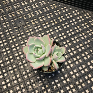 Echeveria ‘Larega’