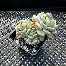 Load image into Gallery viewer, Sedeveria ‘Pudgy’