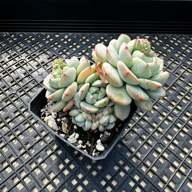 Sedeveria ‘Pudgy’