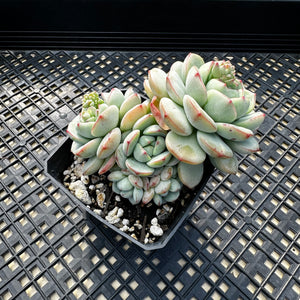 Sedeveria ‘Pudgy’