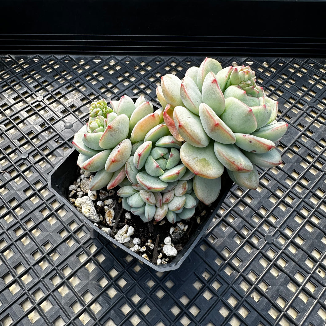Sedeveria ‘Pudgy’