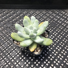 Load image into Gallery viewer, Dudleya pachyphytum (Cedros Island Liveforever)