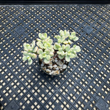 Load image into Gallery viewer, Echeveria macdougallii variegated  aka “sedoides“