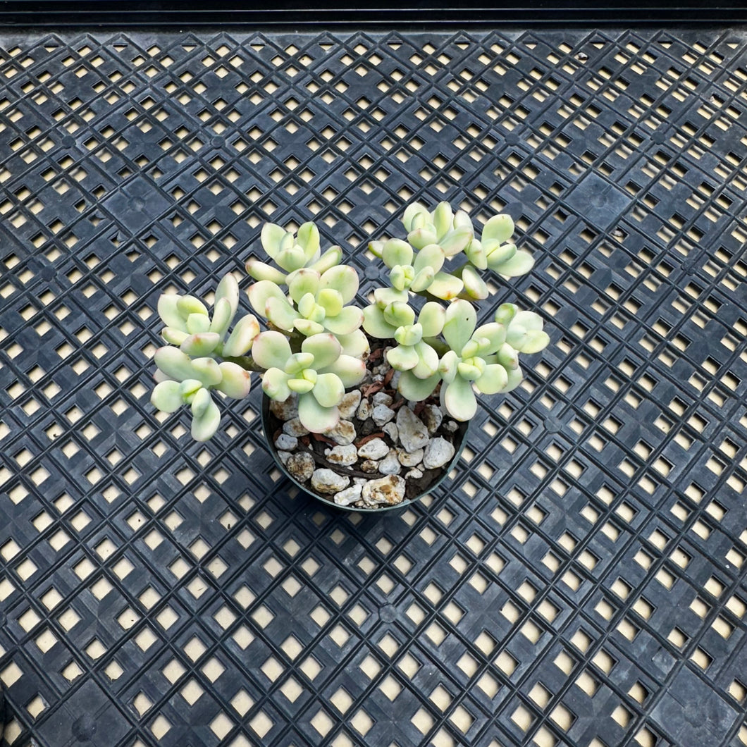 Echeveria macdougallii variegated  aka “sedoides“