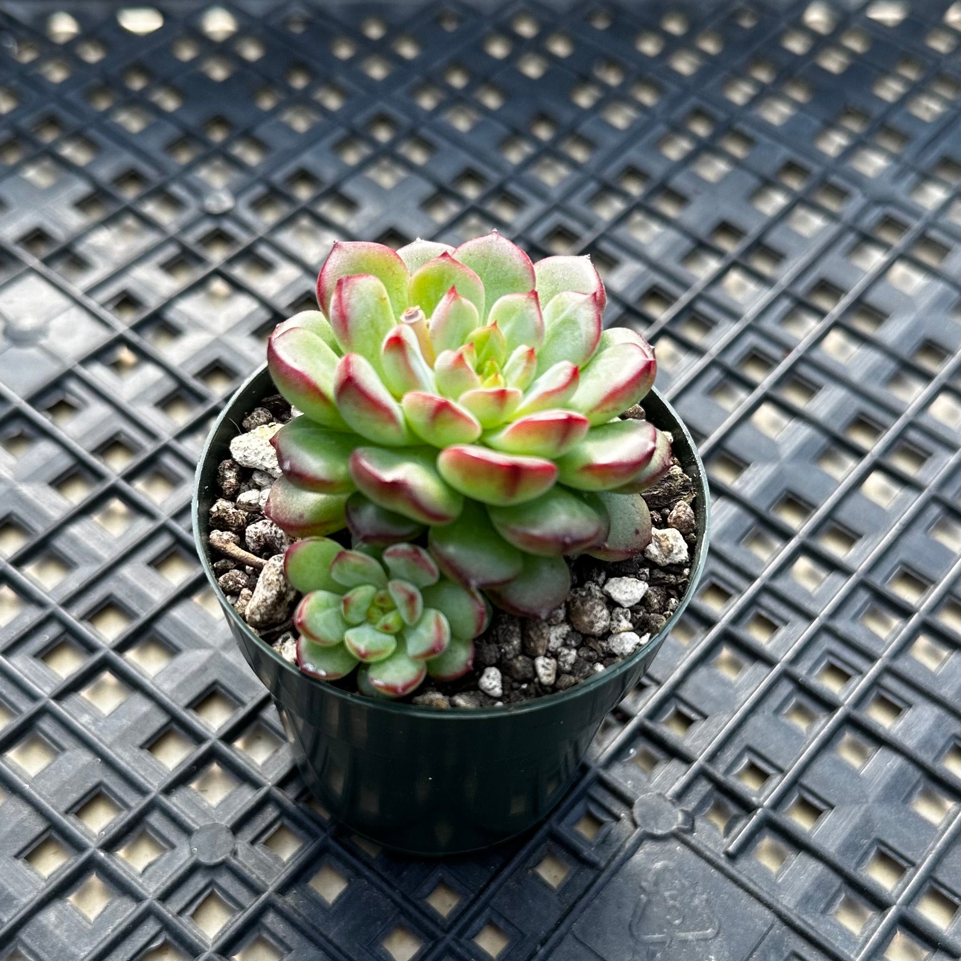 succulent fat leaves Echeveria 'Red Top' – Chubby Leaf Succulents