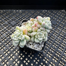 Load image into Gallery viewer, Sedum clavatum variegated