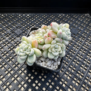 Sedum clavatum variegated