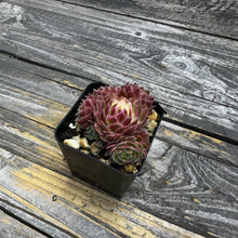 Load image into Gallery viewer, Sempervivum Chick Charms® Lotus Blossom™