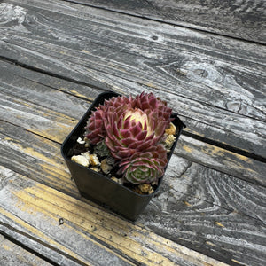 Sempervivum Chick Charms® Lotus Blossom™